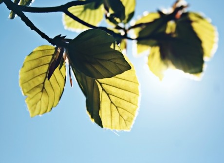 Leaf in Sun