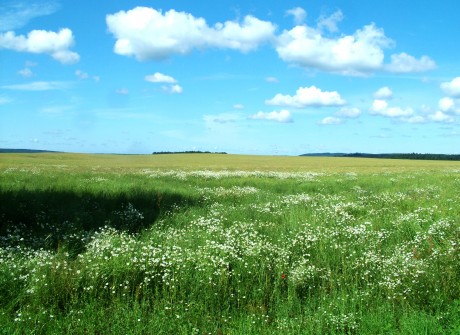 Summer Field
